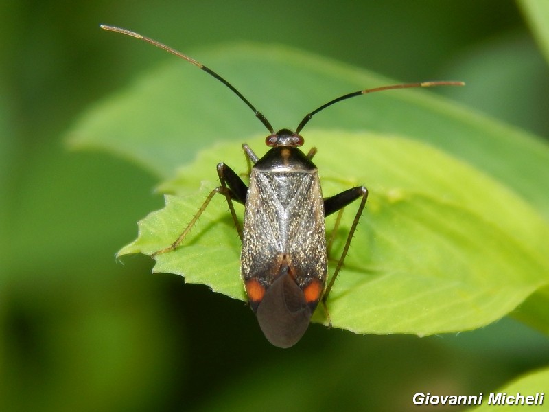 Miridae: Adelphocoris seticornis